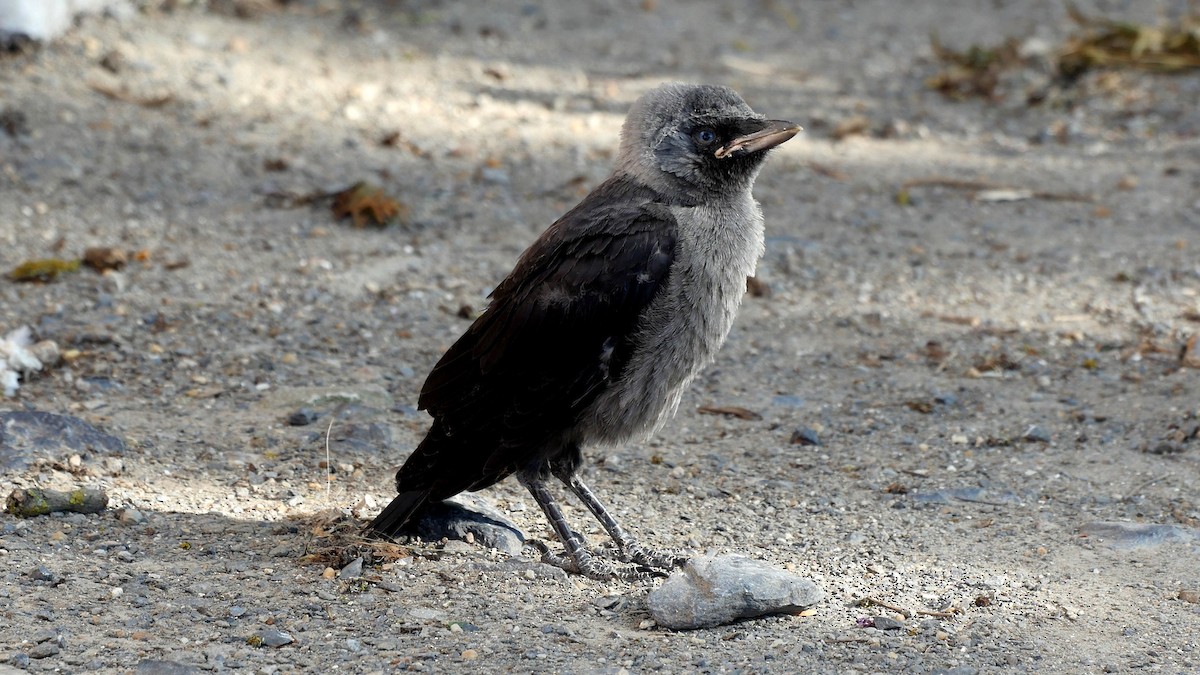 Eurasian Jackdaw - ML205128681