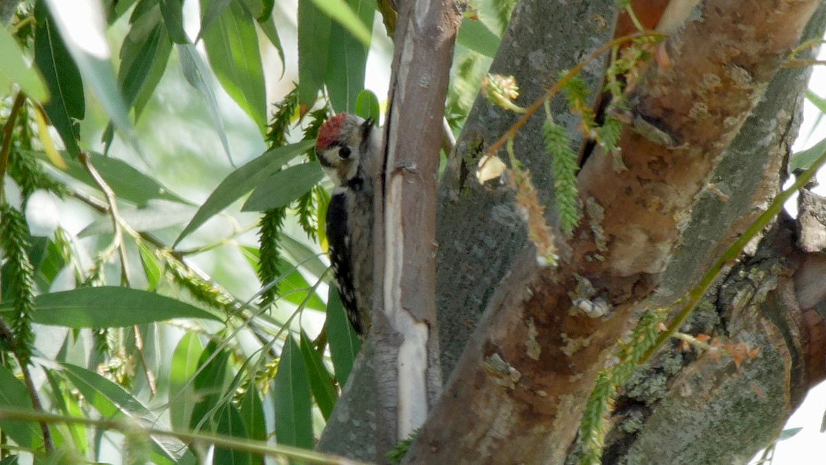 Lesser Spotted Woodpecker - ML205128701