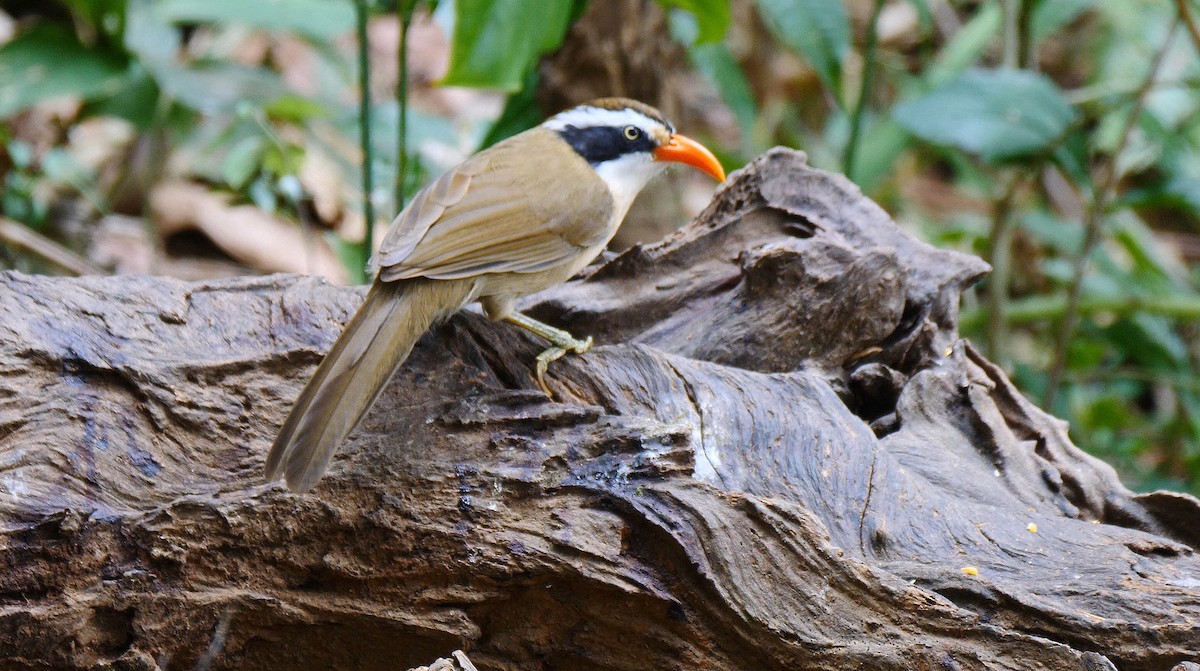 Brown-crowned Scimitar-Babbler (Phayre's) - Josep del Hoyo