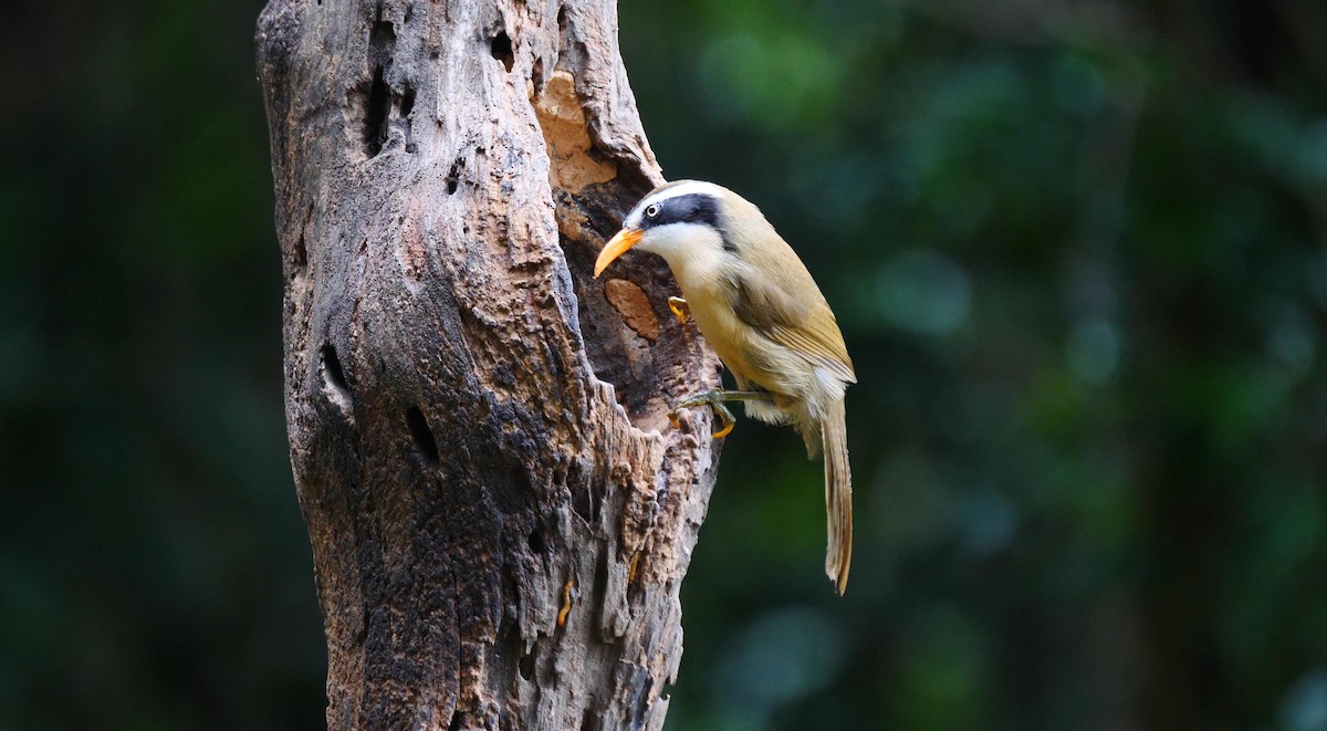 Brown-crowned Scimitar-Babbler (Phayre's) - ML205128721