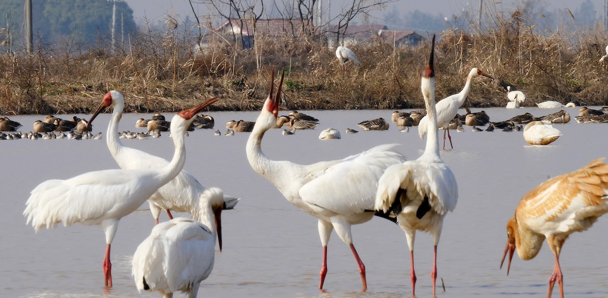 Siberian Crane - ML205128811