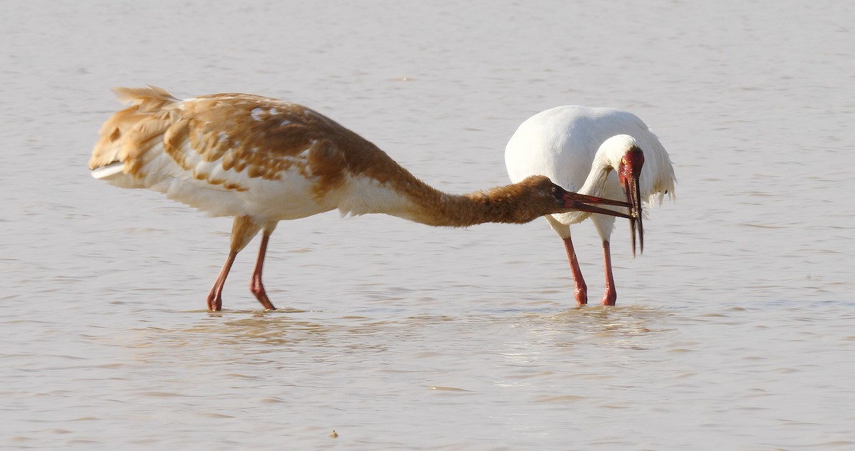 Siberian Crane - ML205128851