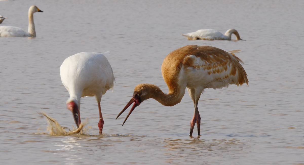 Siberian Crane - ML205128901