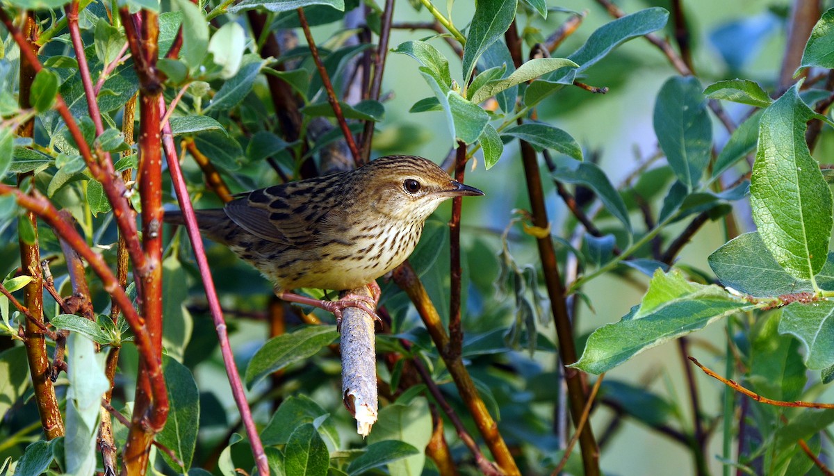 Lanceolated Warbler - ML205128971