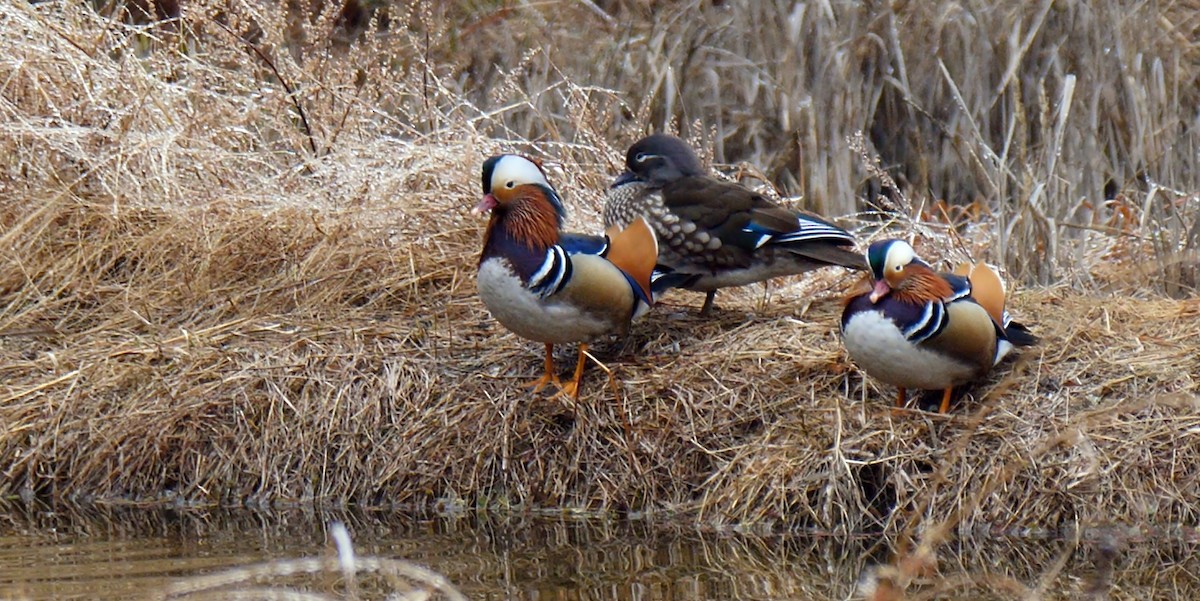 Mandarin Duck - ML205129171