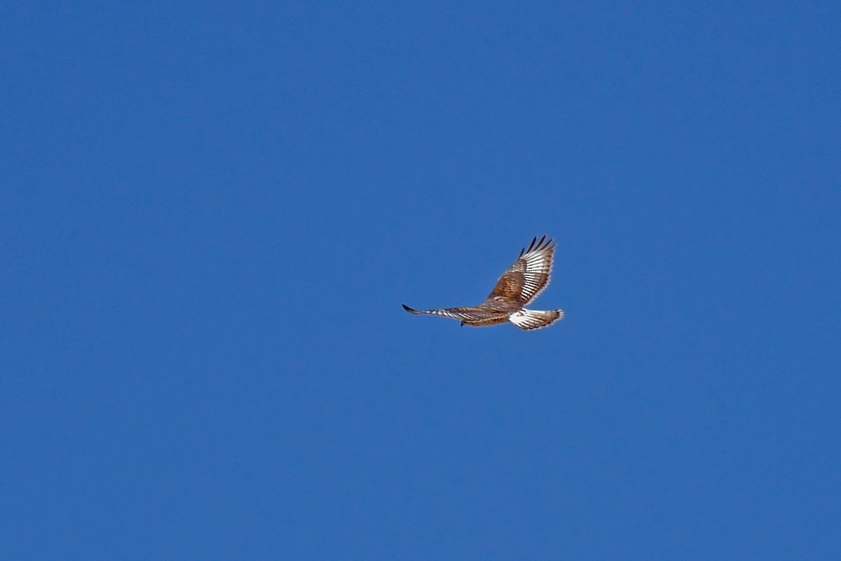 Ferruginous Hawk - Grace Oliver