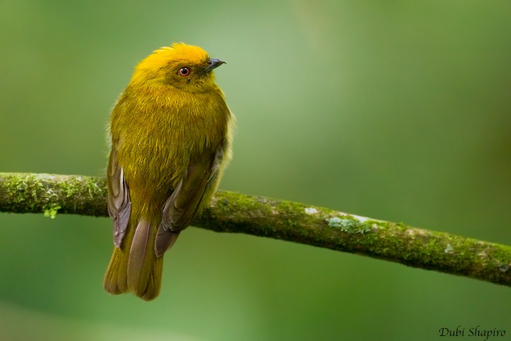 Yellow-headed Manakin - Dubi Shapiro