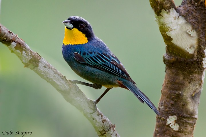 Purplish-mantled Tanager - ML205129291