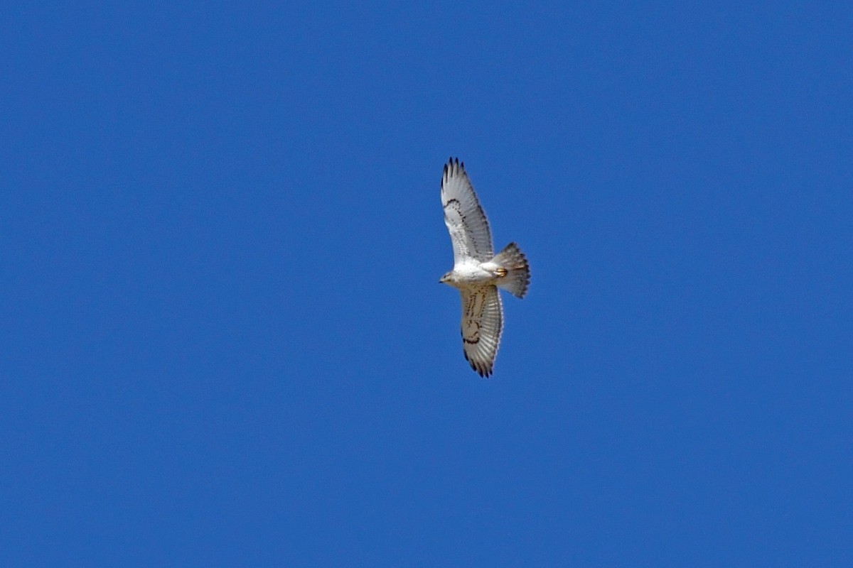 Ferruginous Hawk - ML20512931