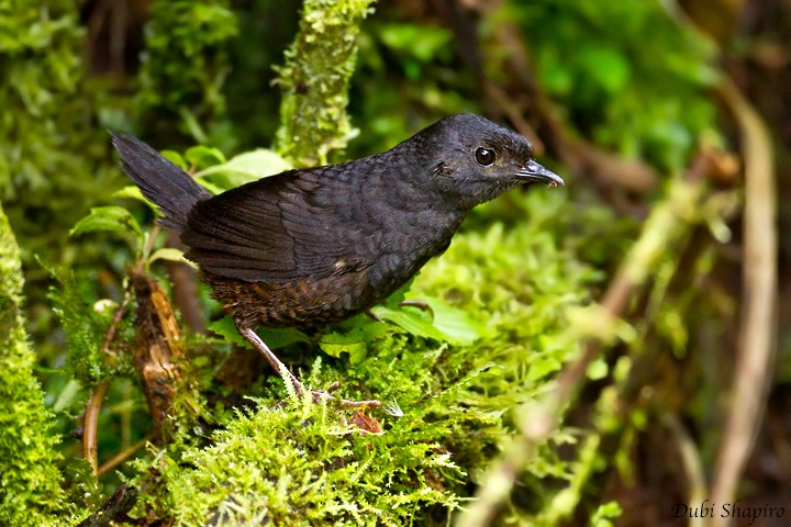 Nariño Tapaculo - Dubi Shapiro