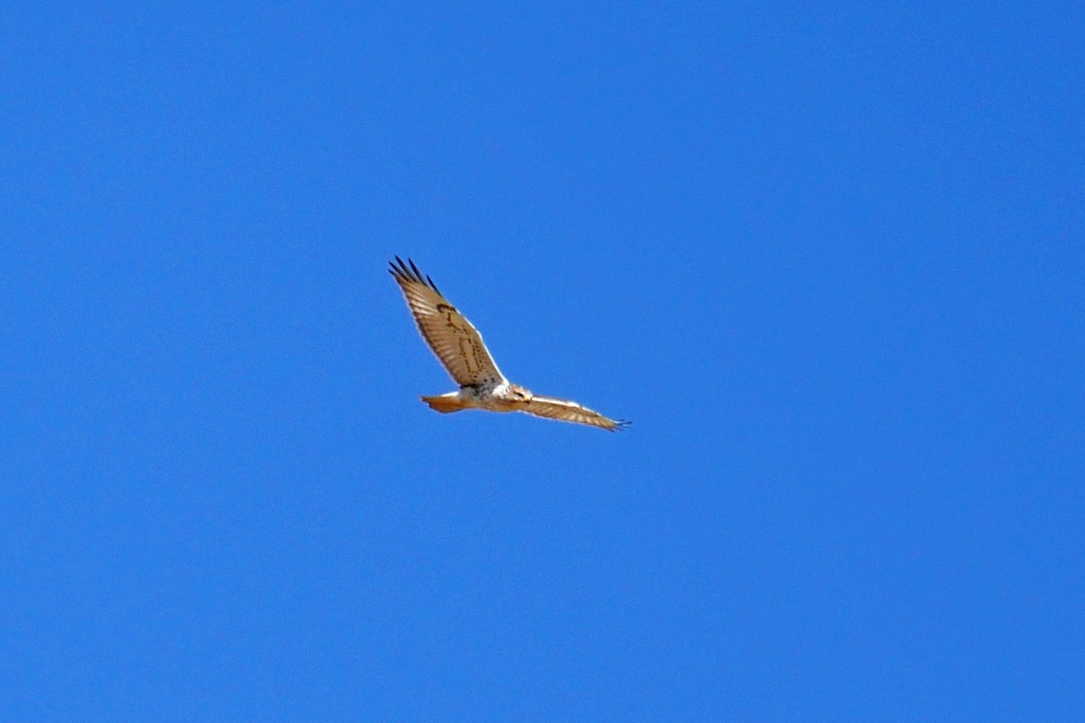 Ferruginous Hawk - Grace Oliver