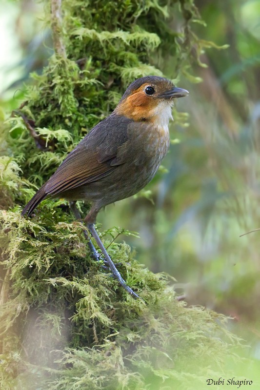 Rufous-faced Antpitta - Dubi Shapiro