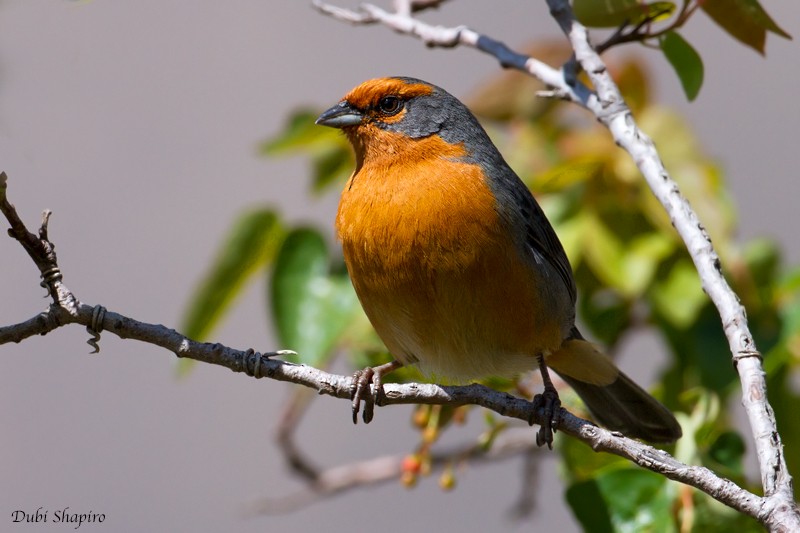 Cochabamba Mountain Finch - Dubi Shapiro
