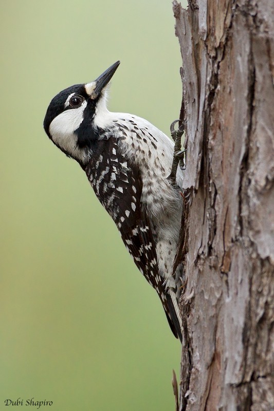 Red-cockaded Woodpecker - Dubi Shapiro