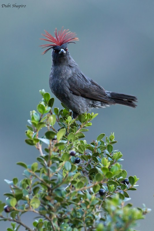 Cotinga à huppe rouge - ML205129561