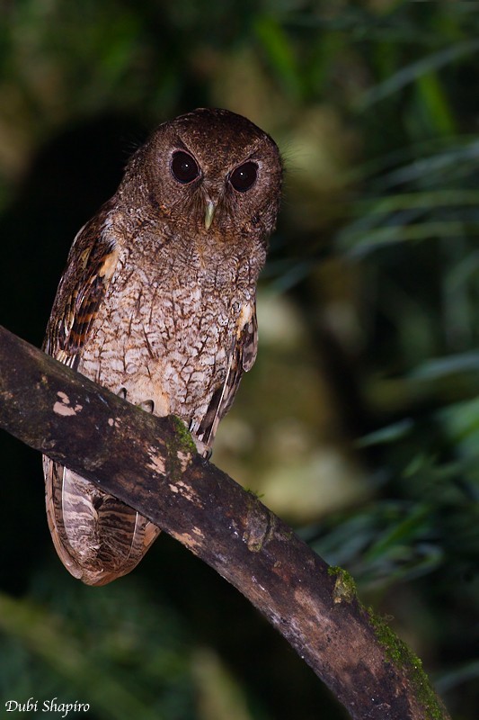 Rufescent Screech-Owl (Rufescent) - ML205129601