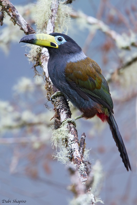 Hooded Mountain-Toucan - ML205129641