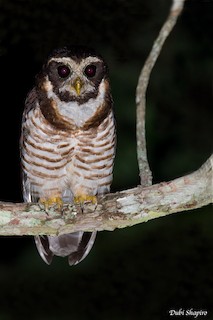 pulsatrix melanota Band-bellied Owl