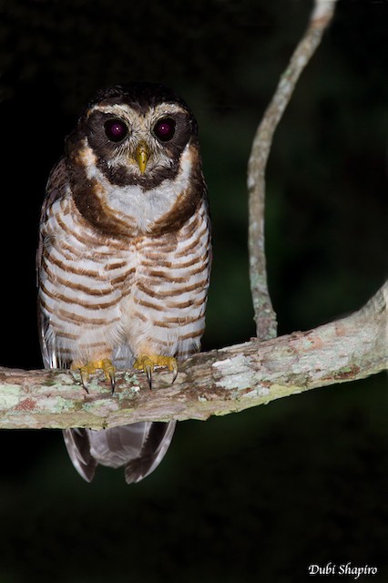 pulsatrix melanota Systematics - Band-bellied Owl - Aves
