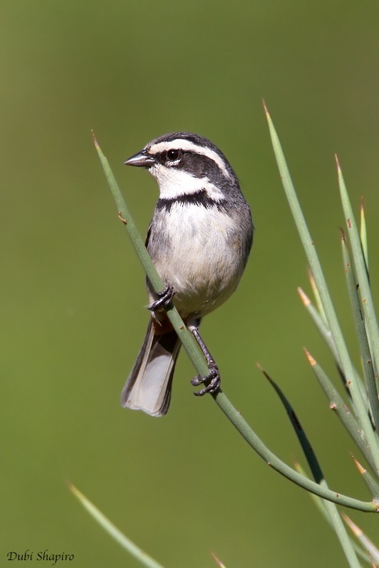 Ringed Warbling Finch (Ringed) - Dubi Shapiro