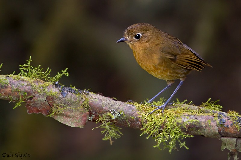 Bolivian Antpitta - ML205129731