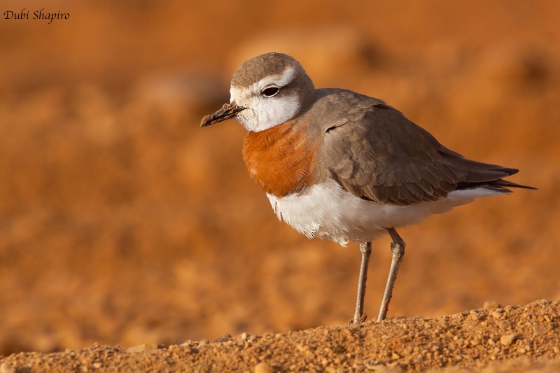 Caspian Plover - Dubi Shapiro