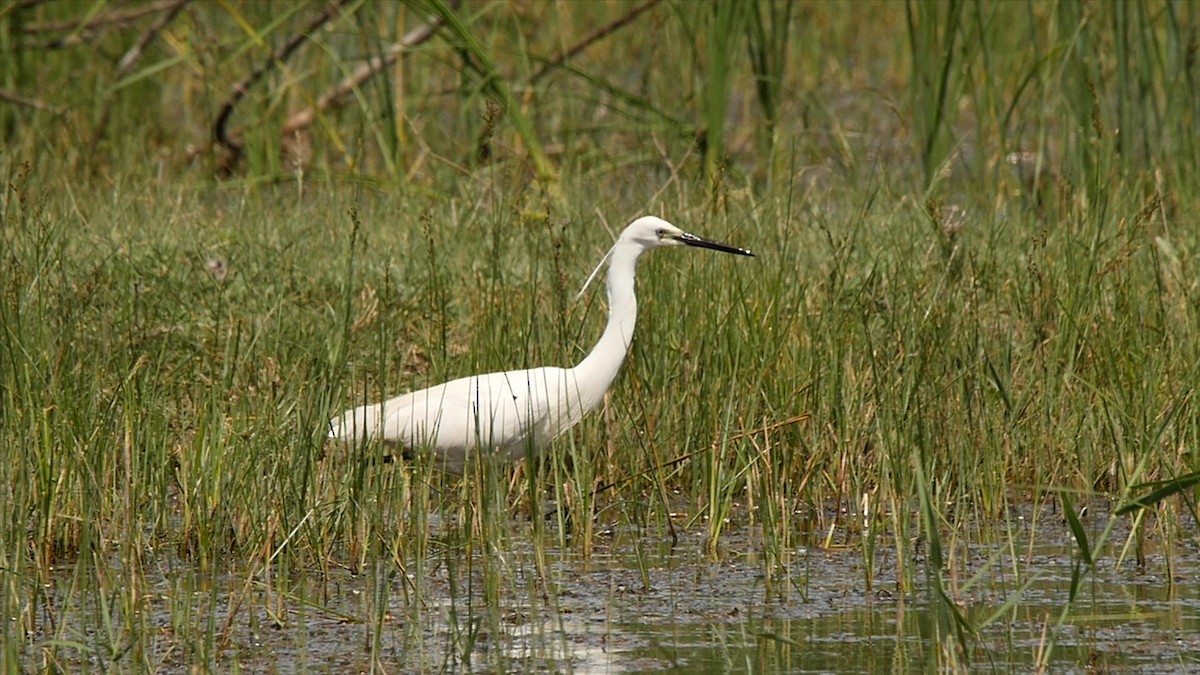 Little Egret (Western) - ML205129811