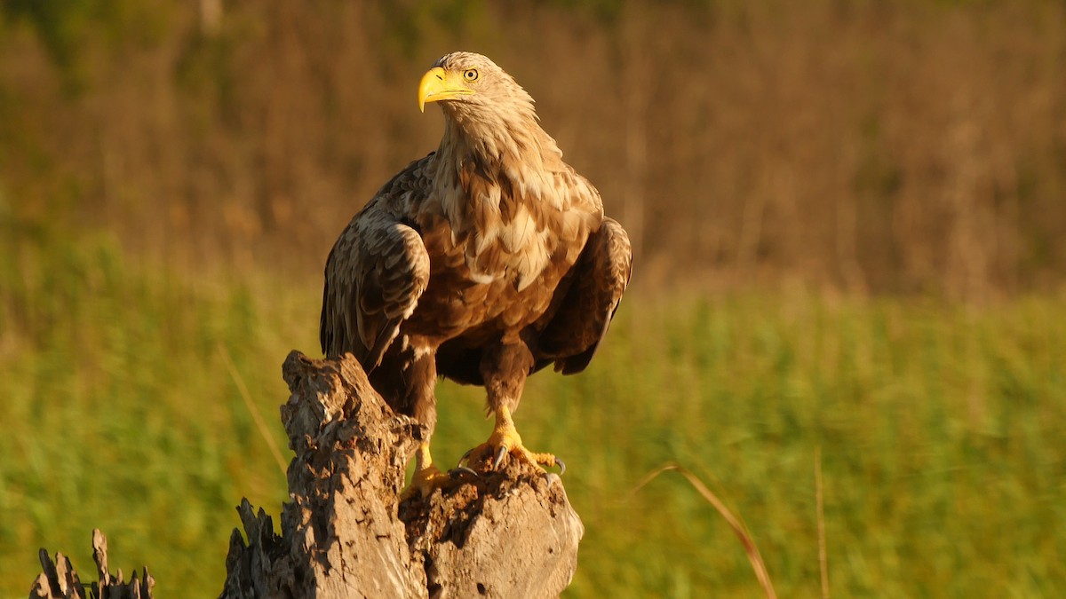 White-tailed Eagle - ML205129871