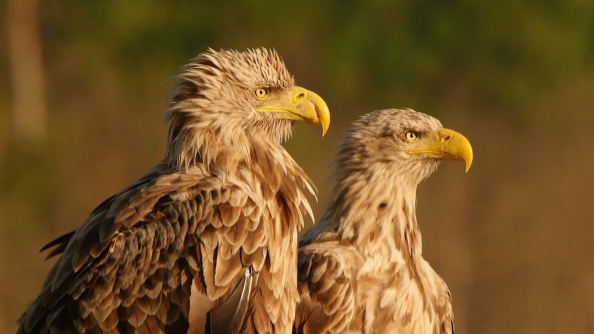 White-tailed Eagle - ML205129881