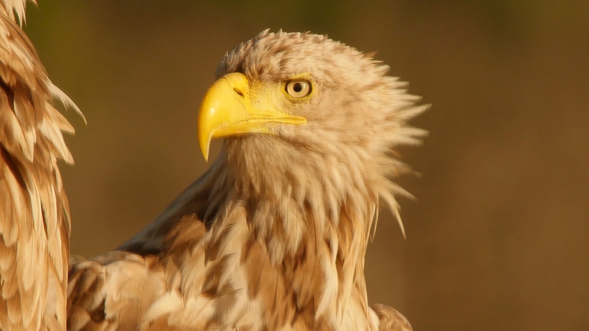 White-tailed Eagle - ML205129891