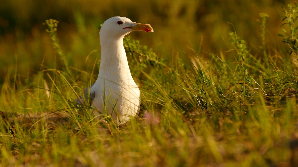 Gaviota del Caspio - ML205129901