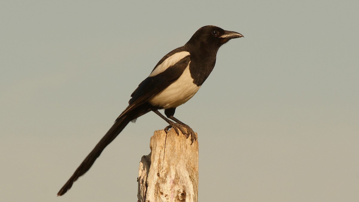 Eurasian Magpie - ML205129921