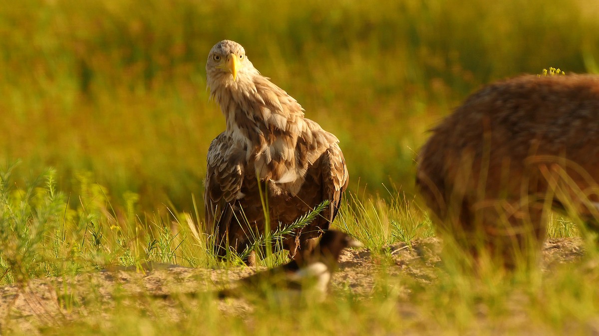 White-tailed Eagle - ML205129941