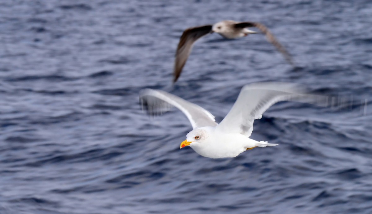 Yellow-legged Gull (michahellis) - Josep del Hoyo