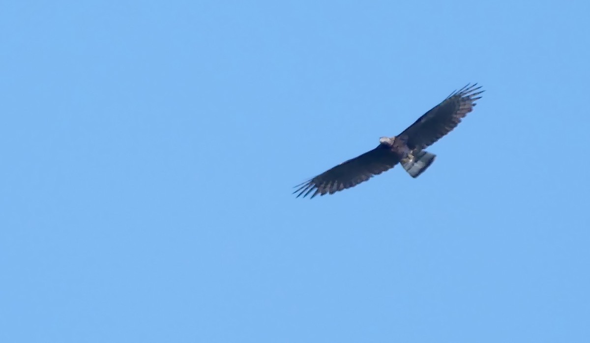 Sulawesi Honey-buzzard - ML205130161