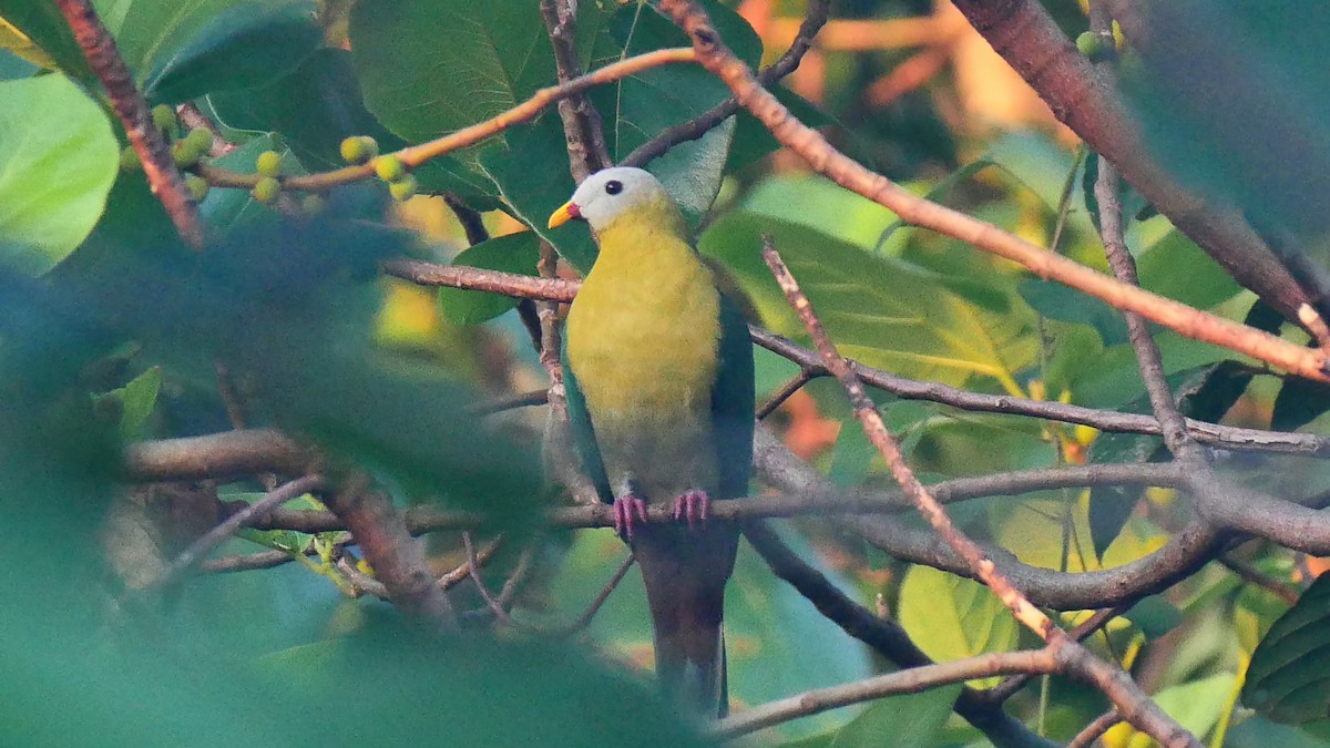 Sula Fruit-Dove - Josep del Hoyo