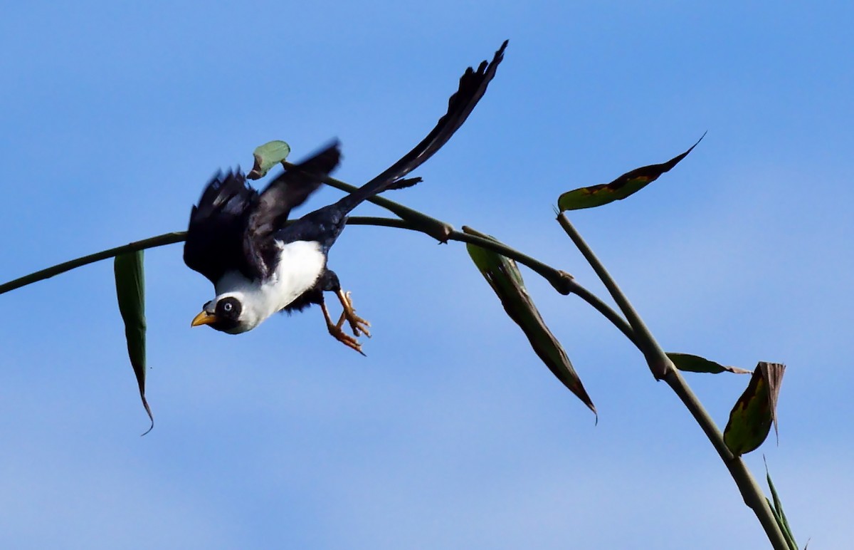 Bare-eyed Myna - ML205130181