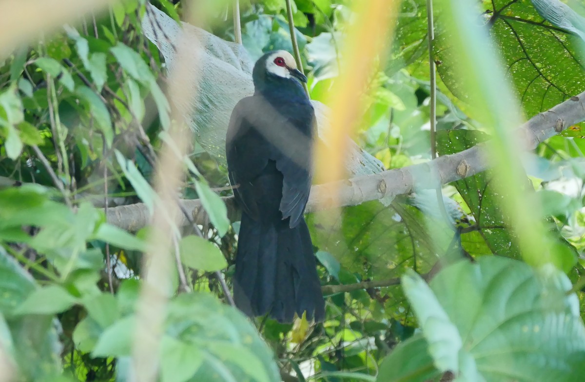 Sula Cuckoo-Dove - ML205130191