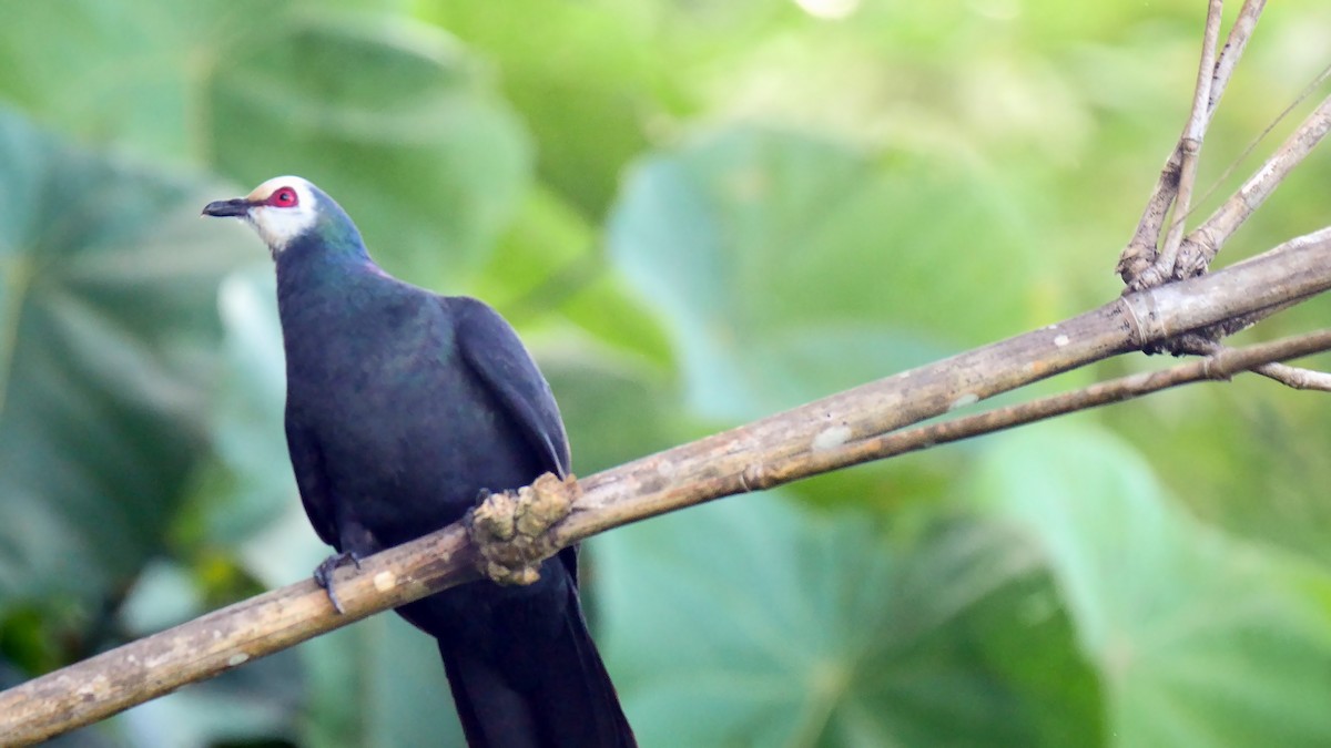 Sula Cuckoo-Dove - ML205130201