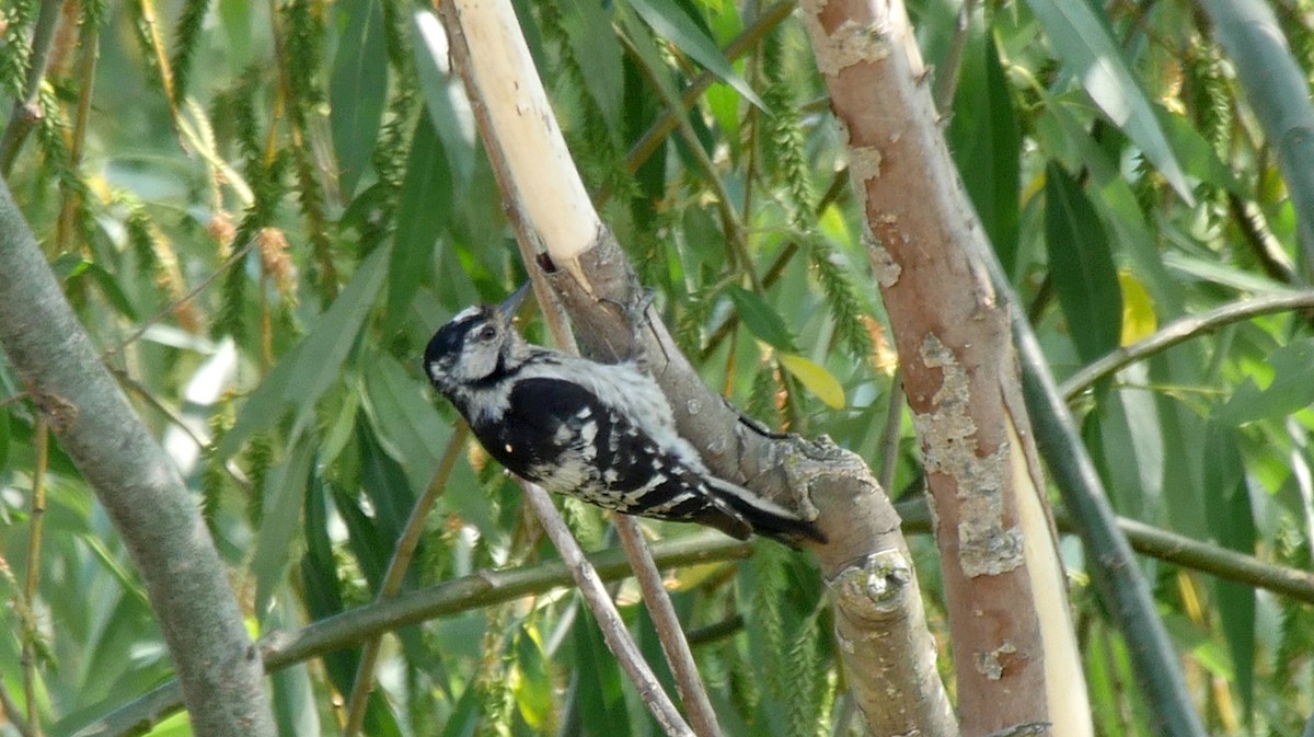 Lesser Spotted Woodpecker - ML205130301