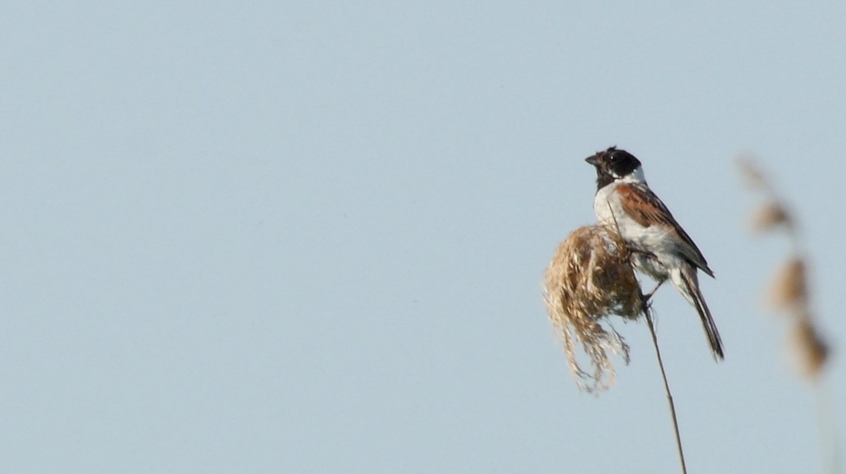 Reed Bunting - ML205130311