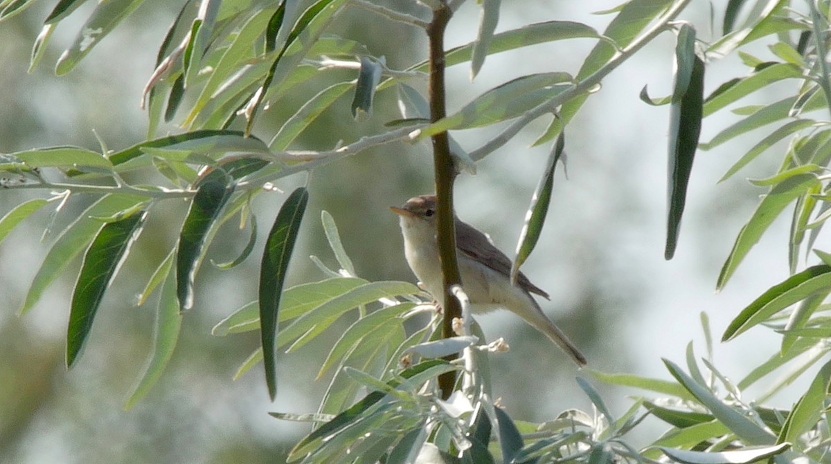 Eastern Olivaceous Warbler - ML205130331