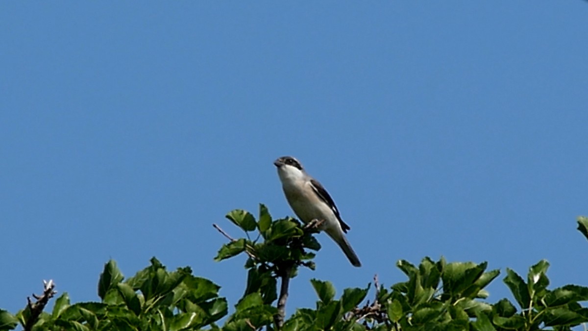 Lesser Gray Shrike - ML205130341