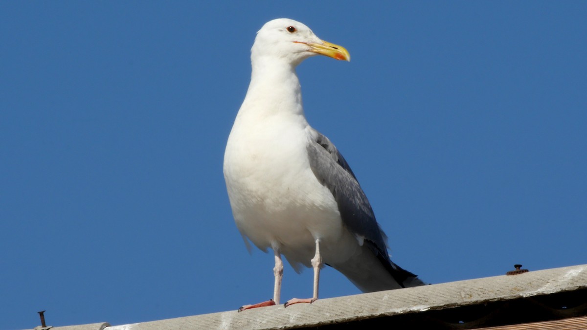 Caspian Gull - ML205130351