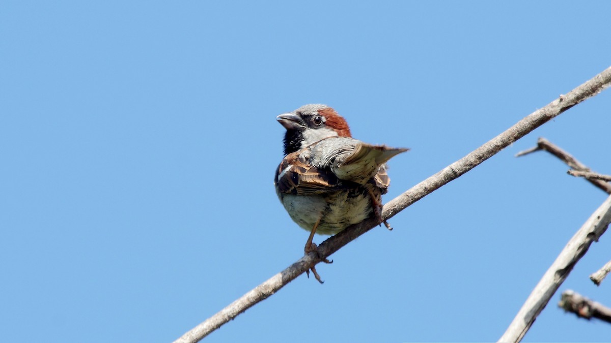 House Sparrow - ML205130371