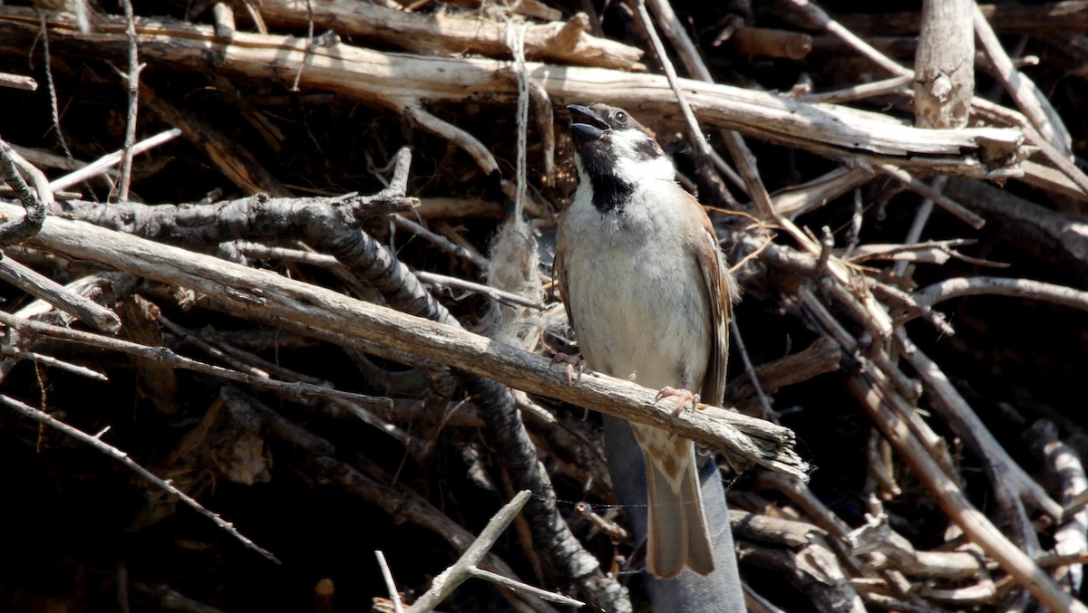 Eurasian Tree Sparrow - ML205130381