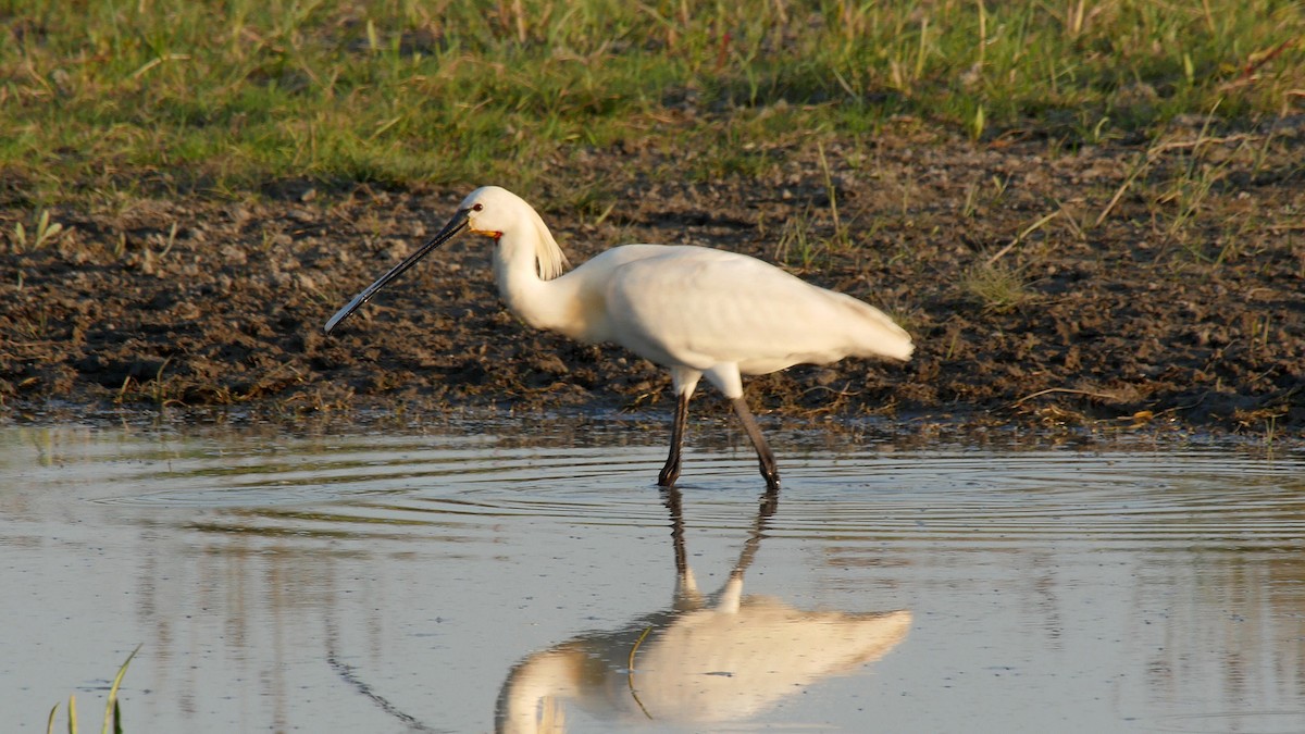 Eurasian Spoonbill - ML205130391