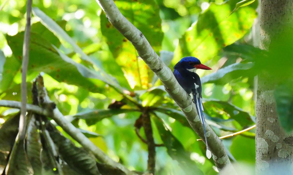 Common Paradise-Kingfisher - Josep del Hoyo