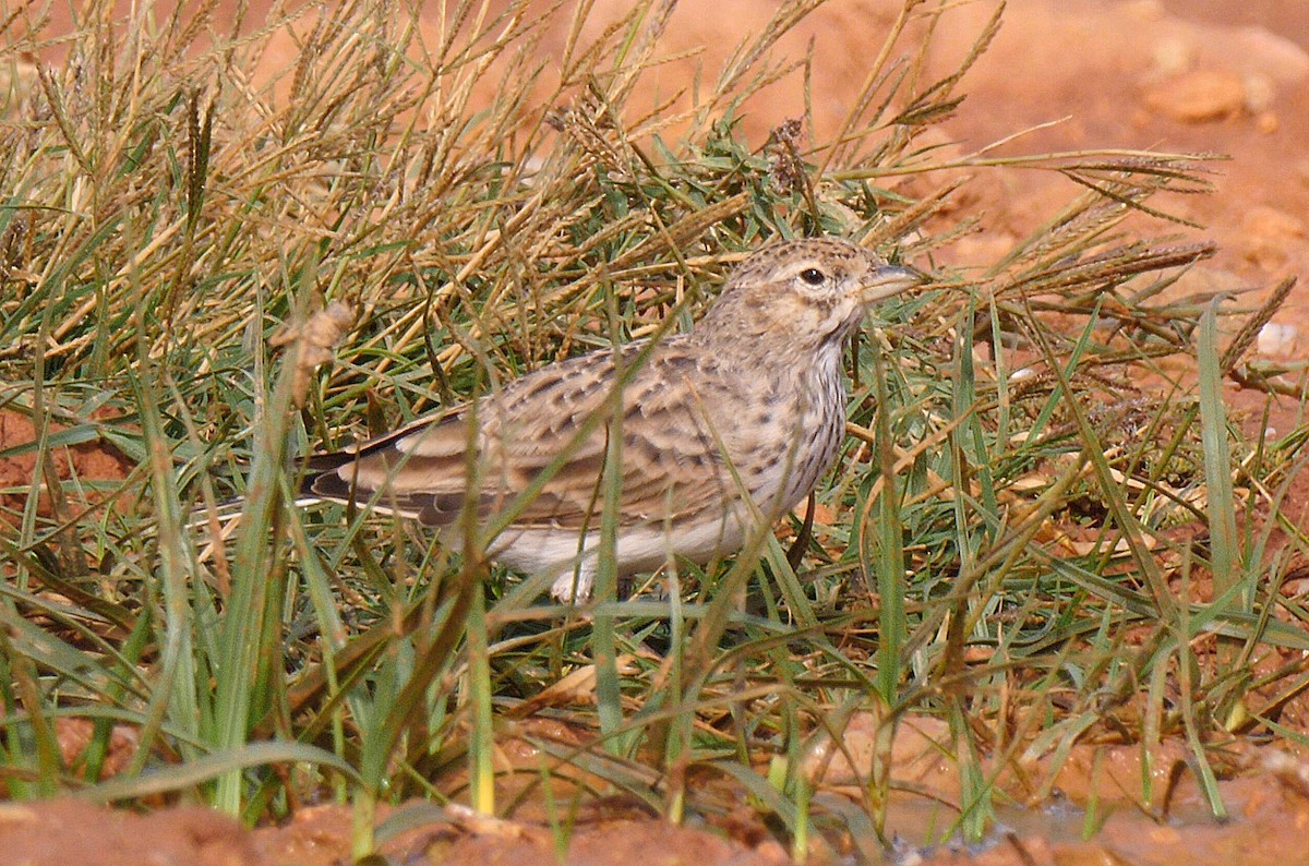 Mediterranean Short-toed Lark - ML205130461