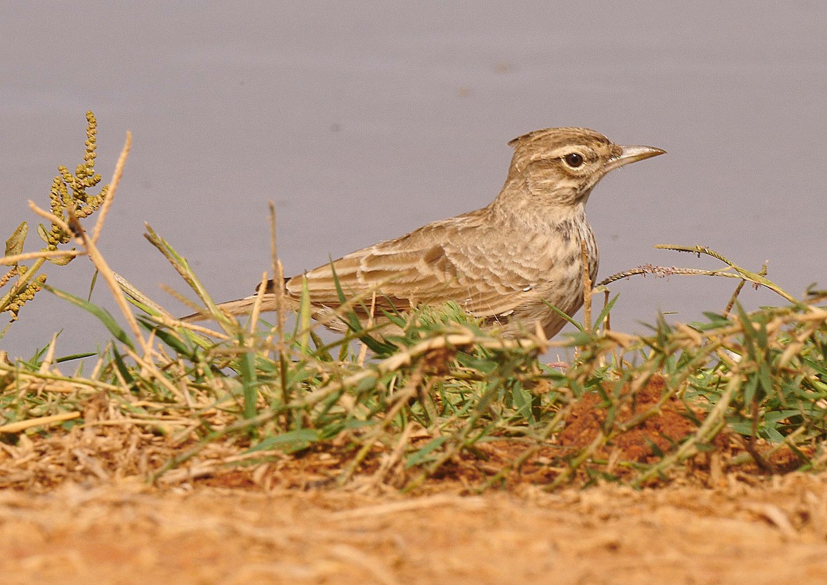 Crested Lark - ML205130471